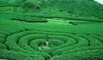 Tour Tây Bắc: Hà Nội - Sapa - Điện Biên - Mộc Châu - Hòa Bình (DPT84)